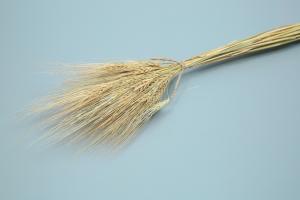 сухоцвет пшеница натур. 
